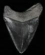 Bargain, Black, Fossil Megalodon Tooth #57447-2